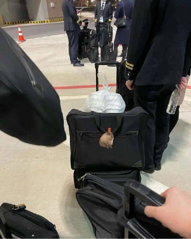 新加坡提前预约气质空乘国航在飞空姐170🐻D·国航在职空乘真实在飞真空可查空姐证件客舱形象与您相见多国语言交流常年打高尔夫 爱好/茶艺 健身瑜珈身体柔软解锁更多姿势服务意识强 兼职体验生活為love 而 sex空乘身份关系照片请勿公开发布🏀♥️📱欢迎咨询客服👉@AnnaGJ168bot